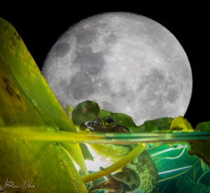 Glow bug by Steven Miller 